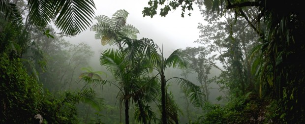 tropical-rainforest-jungle